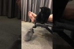 Video - Katze provoziert Hase