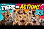 Video - Tiere in Action 33