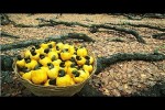 Video - Wie Cashew-Nüsse angebaut, geerntet und verarbeitet werden