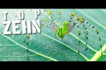 Video - 10 unheimliche Fakten über Spinnen