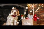 Video - Dogs vs. Christmas Funny dog compilation