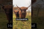 Video - Hochlandrind: Der zotteligste Boss der Weide