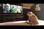 Video - Bulldogge sieht fern