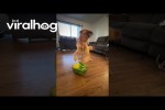 Video - Tolle Wassermelone