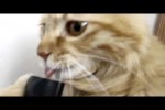 Video - Katze liebt Staubsauger