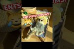 Video - Sch�nen Pfingstmontag