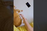 Video - Lustige Katzen