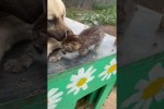 Video - Was für liebe Tiere