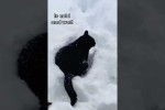 Video - Katzen und Schnee