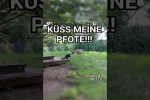 Video - Tiere in Action