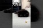 Video - Lustige und s��e Katzenvideos