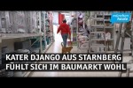 Video - Kater Django aus Starnberg fühlt sich in Baumarkt am wohlsten