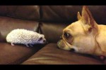 Video - Lustige Hunde treffen auf niedliche Baby-Tiere