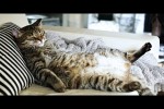 Video - 10 verblüffende Fakten über Katzen