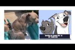 Video - Jungen und älteren Hund baden