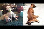 Video - If I likes I sits - Funny Dogs