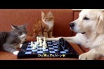 Video - Wer ist schlauer? Videos von lustigen Katzen und Hunden für gute Laune