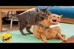 Video - Die lustigsten Tiere 2023 - Lustige Katzen- und Hundevideos - Teil 39