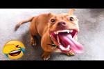 Video - Lustige Episoden mit Tieren