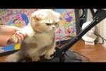 Video - Die lustigsten Tiere / Spaß mit Katzen und Hunden 2022 - 49