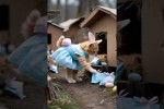 Video - Ginger's Easter Surprise