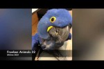 Video - XXUwe - Franken Animals 32