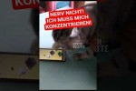 Video - Gamer Katze