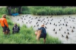 Video - Lustige Momente mit Tieren