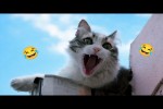 Video - Lustige Katzen- und Tiervideos