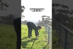 Video - Wie Tiere über einen Zaun kommen würden