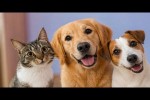 Video - Lustige und s��e Katzen- und Hundevideos