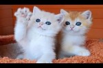 Video - Zusammenstellung von lustigen Katzen und Kätzchen