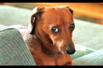 Video - Hunde fühlen sich schuldig
