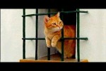 Video - Die lustigsten Tiere - Spaß mit Katzen und Hunden 2023 - LA 142