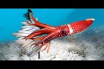 Video - Ei-Ablage und Entwicklung von Tintenfischen im Meer