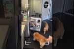 Video - Hund lernt den Kühlschrank zu öffnen