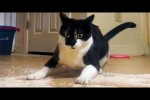 Video - Lustige Katzen