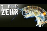 Video - 10 gefährliche Parasiten, die in deinem Körper leben könnten!