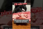 Video - Diebische Katzen