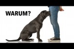 Video - Das ist der Grund, warum Hunde den Intimbereich beschnuppern