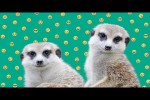 Video - Lustige Tiervideos