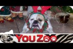 Video - Tierische Weihnachten - Lustige Tierbilder unterm Weihnachtsbaum