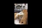 Video - Playful Kitten Doesn t Want to Let Her Mom Take a Nap