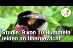 Video - Studie: 9 von 10 Hummeln leiden an Übergewicht (Postillon24)