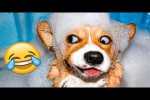 Video - Funniest Animals 2023 - Funniest Cats and Dogs #2