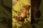 Video - Lustiges Kätzchen