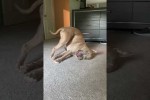 Video - Hund soll baden gehen