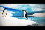 Video - Lustige Pinguine