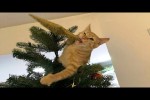 Video - Die lustigsten Tiere - Spaß mit Katzen und Hunden 2022 - LA 123