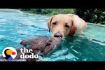 Video - Die sesten Freundschaften zwischen den Arten der Welt